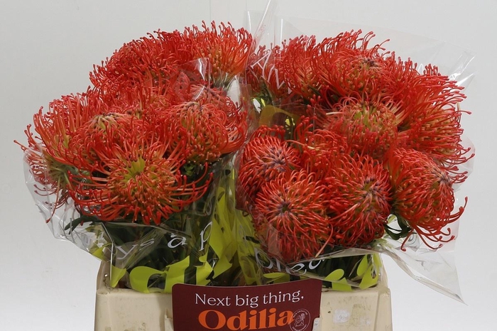 <h4>LEUCO CO SUCCESSION</h4>