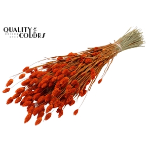 Phalaris per bunch Orange
