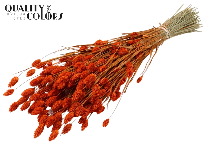 <h4>Phalaris per bunch Orange</h4>