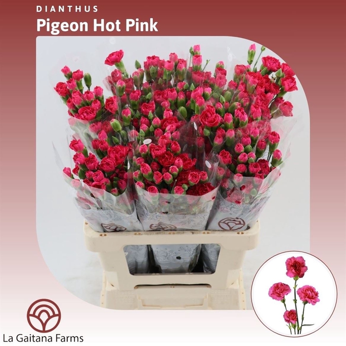 <h4>Dianthus tr Pigeon Hot Pink</h4>