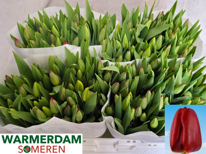 <h4>TU EN RED GOLD</h4>