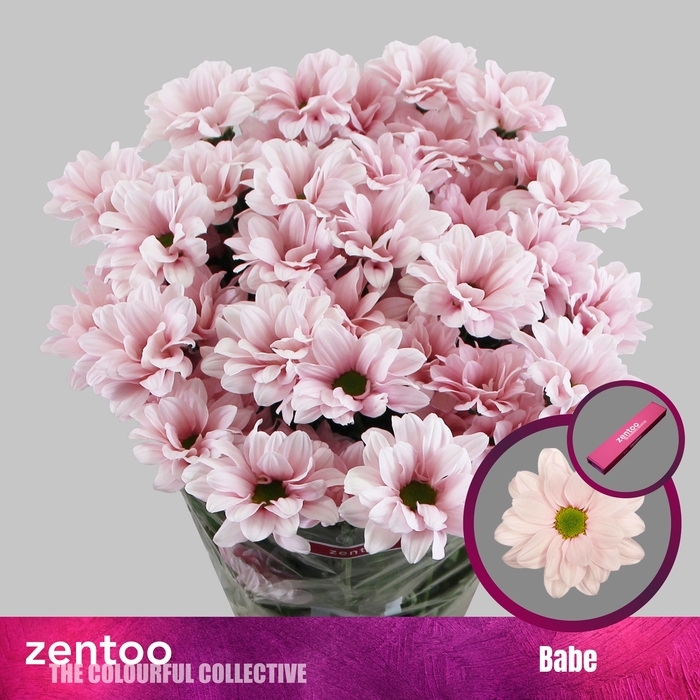 <h4>Chrysanten Chr T Babe</h4>
