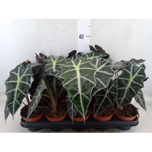 Alocasia amazonica 'Polly'