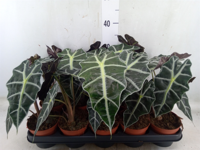 <h4>Alocasia amazonica 'Polly'</h4>