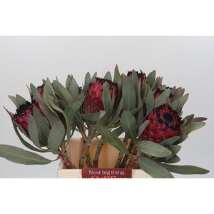 Protea Barbigera Ruby Princess Air