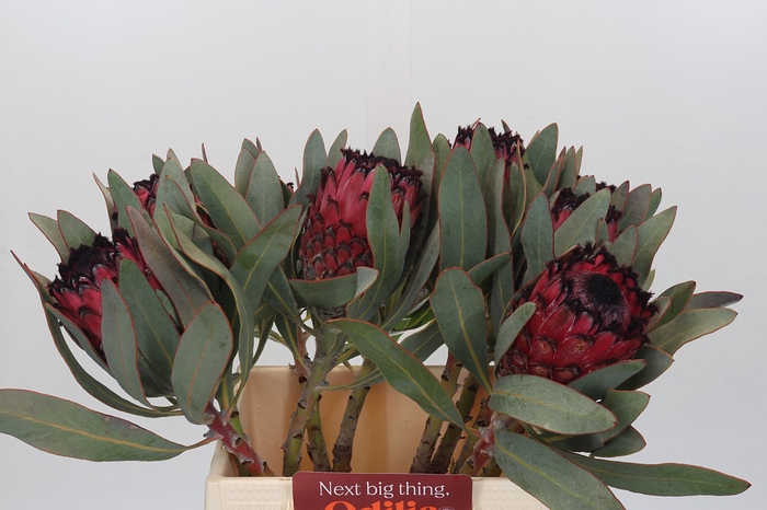 <h4>Protea Barbigera Ruby Princess Air</h4>