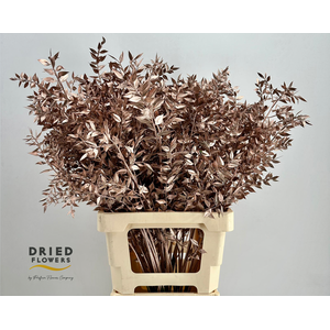 Dried Ruscus Aculeatus Rose Gold