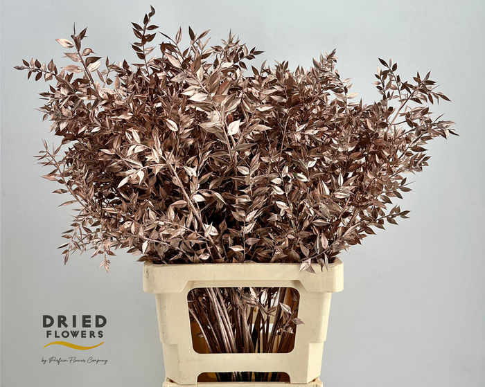 <h4>Dried Ruscus Aculeatus Rose Gold</h4>