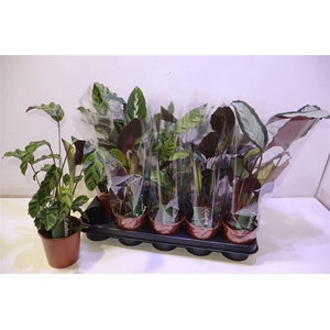 arr8 Calat Gem 3 Srt