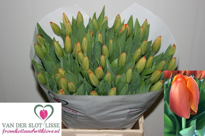 <h4>TU EN TRIPLE A</h4>