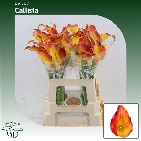 <h4>Zant Callista Orange</h4>