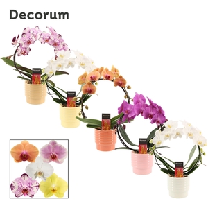 Phalaenopsis boog mix in Naemi (Sympathetic moods-collection)