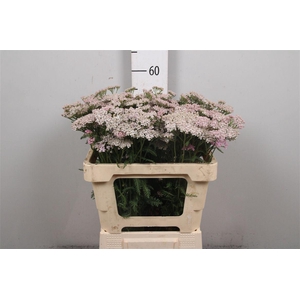 Achil M Lilac Beauty