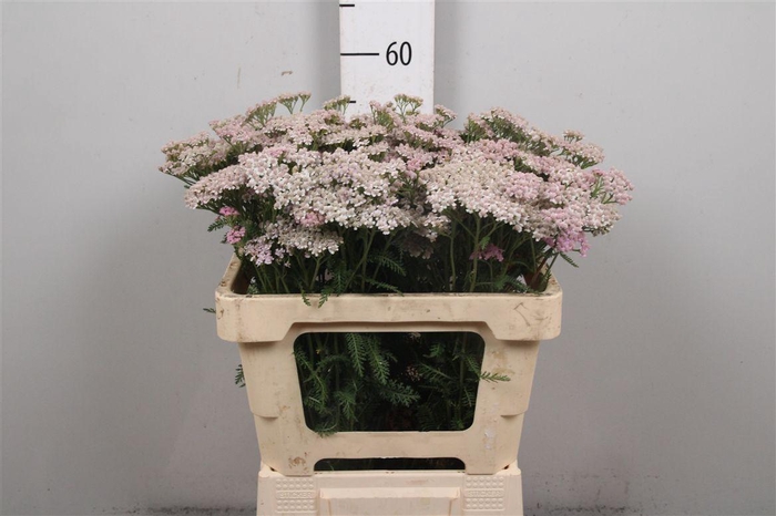 <h4>Achil M Lilac Beauty</h4>