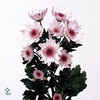 GYPS R ROSA SCHONHEI