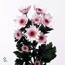 GYPS R ROSA SCHONHEI