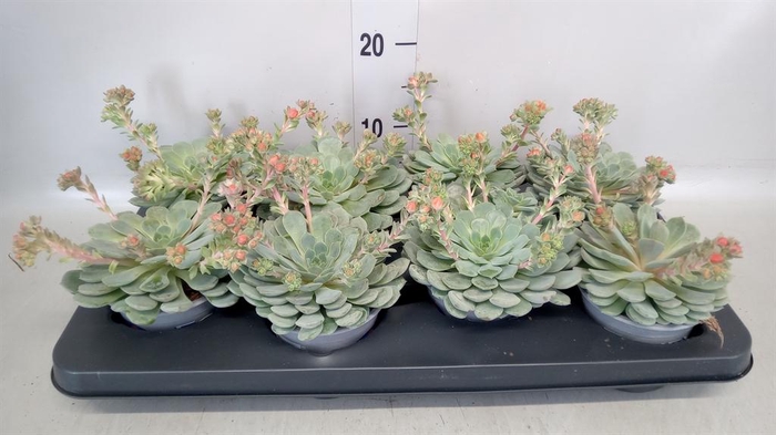 <h4>Echeveria  'Dondo'</h4>