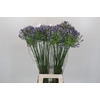 Agapanthus Mediterranee