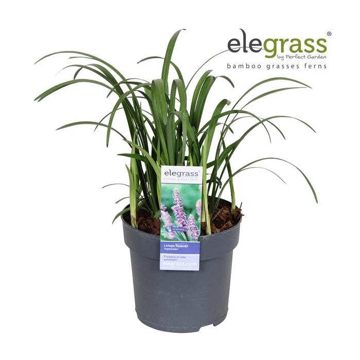 <h4>Liriope muscari 'Ingwersen' P14</h4>