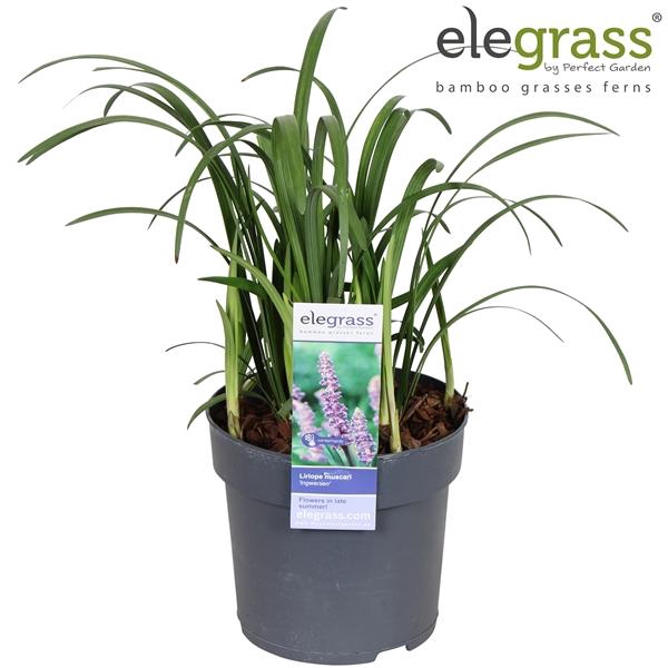 Liriope muscari 'Ingwersen' P14