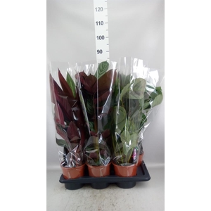 Calathea   ...mix
