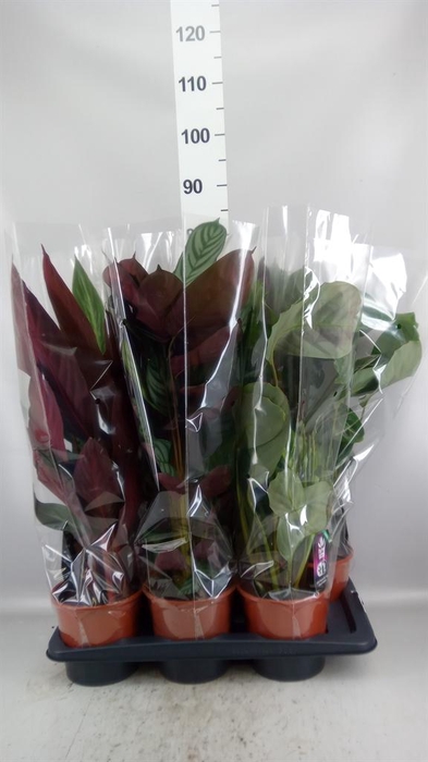 <h4>Calathea   ...mix</h4>