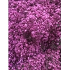 GYPS GEFAE 20gr SOFT PINK