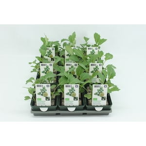 BKH groente 50070 bio Koolrabi Groot (set x9)