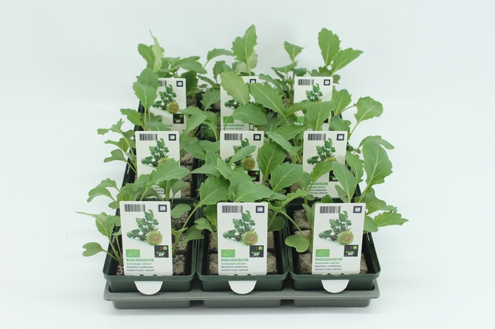 <h4>BKH groente 50070 bio Koolrabi Groot (set x9)</h4>
