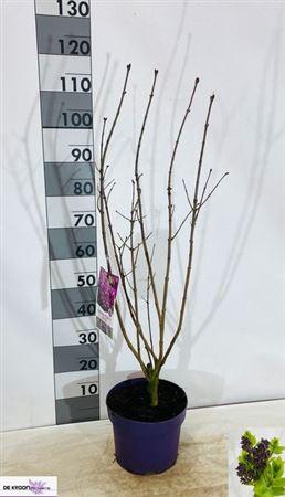 <h4>Syri Vulgaris</h4>