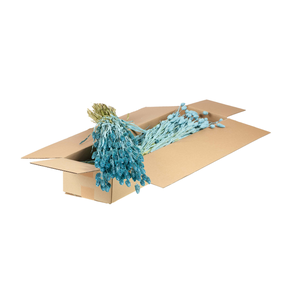 Phalaris Sb Blue Misty
