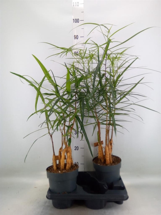 <h4>Brachychiton   ...</h4>