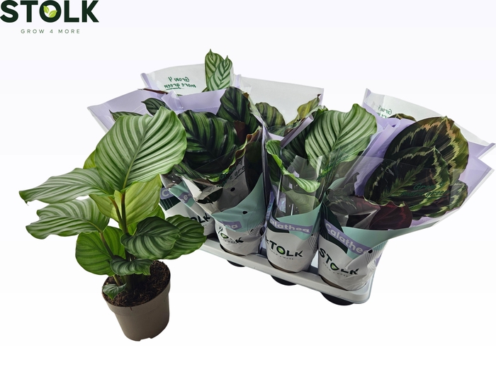 <h4>CALAT GEM 4 SRT</h4>