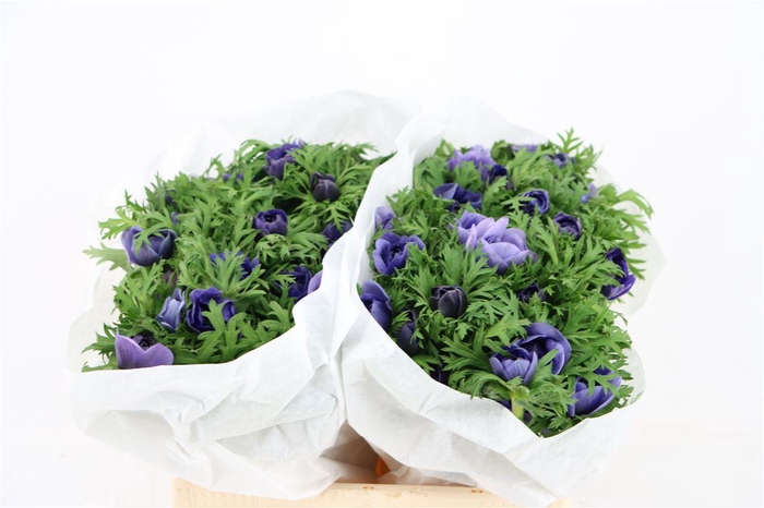 <h4>Anem Levante Blue</h4>