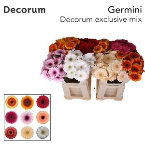 Germini Mix Exclusive Water