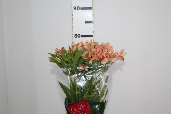 <h4>ALSTROEMERIA CANYON 080 CM</h4>