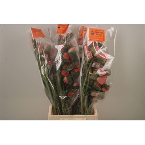 Papaver. Lilac Ex Per Stem