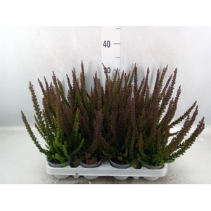 Calluna vulg. 'Skyline Stockholm'