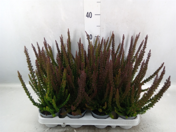 Calluna vulg. 'Skyline Stockholm'