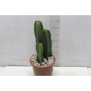 CACTUS EUPHORBIA MANDACARU P17