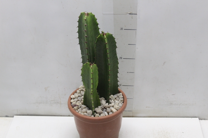 <h4>CACTUS EUPHORBIA MANDACARU P17</h4>