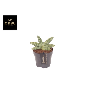 Sansevieria Inti Mini No. 5