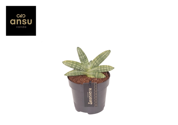 <h4>Sansevieria Inti Mini No. 5</h4>