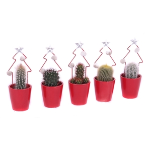 Cactus 5,5 cm in rode sierpot met metalen kerstboom