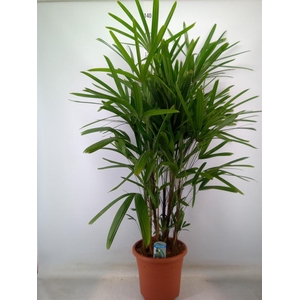 Rhapis excelsa