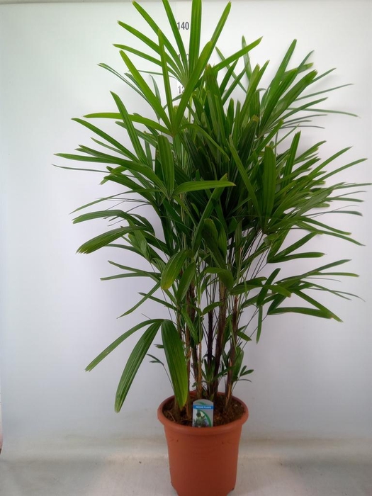 <h4>Rhapis excelsa</h4>
