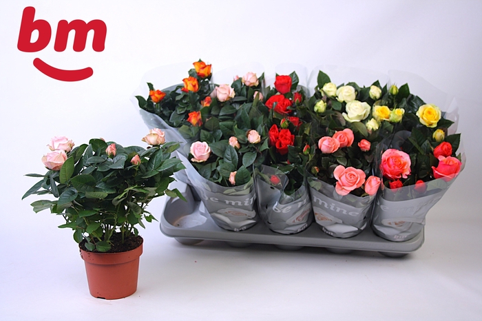 <h4>RO B MONDE GEM 6 SRT</h4>