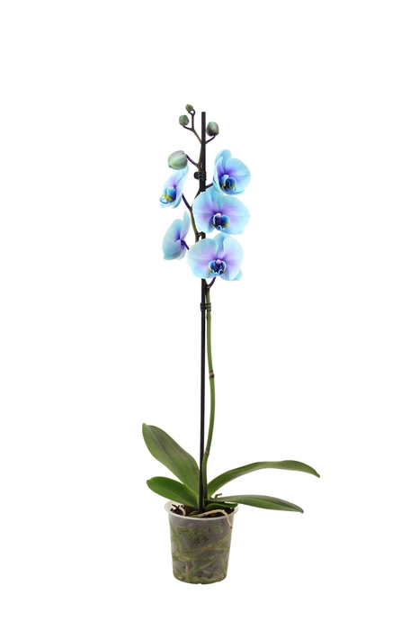 <h4>Phal I Am Blue Lagoon 1T9+(24 uur levertijd)</h4>