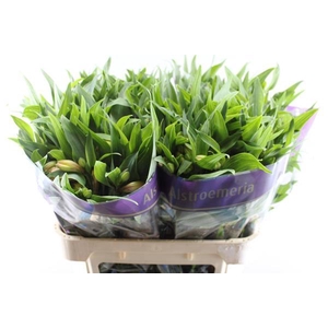 Alstr Aurora (oranje)xxx