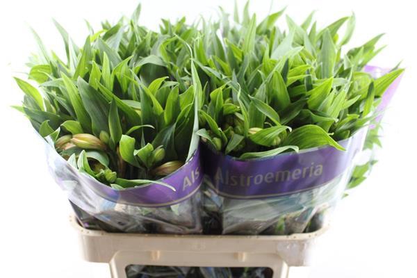 <h4>Alstr Aurora (oranje)xxx</h4>